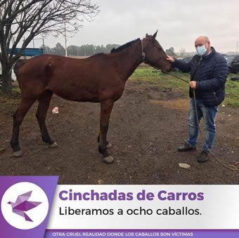 cinchada-carros-340x280-1