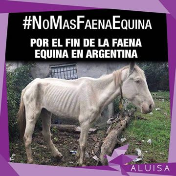 nomasfaeana-aluisa-360x360