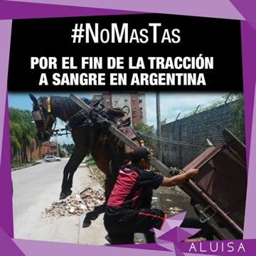 nomastas-aluisa-360x360