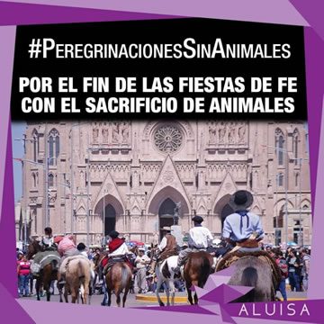 peregrinacion-sin-animales-aluisa-360x360