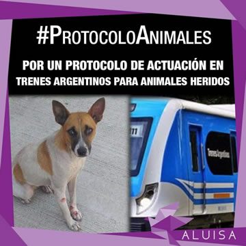 protocolo-animales-aluisa-360x360